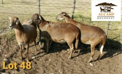 LOT 48 3X MEATMASTER MEATMASTER OOI / MEATMASTER EWE AUCAMP BOERDERY (PAY PER PIECE TO TAKE ALL)
