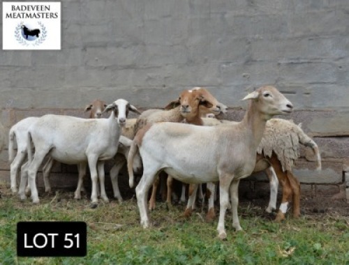 LOT 51 10X MEATMASTER BOER OOIE BADEVEEN TRUST (PAY PER PIECE TO TAKE ALL)