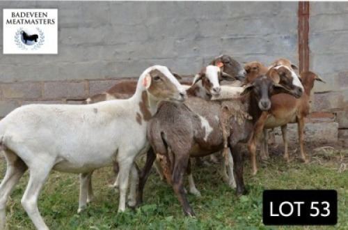 LOT 53 10X MEATMASTER BOER OOIE BADEVEEN TRUST (PAY PER PIECE TO TAKE ALL)