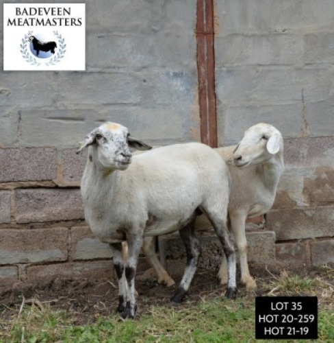LOT 35 2X MEATMASTER OOI/EWE BADEVEEN TRUST (PAY PER PIECE TO TAKE ALL)