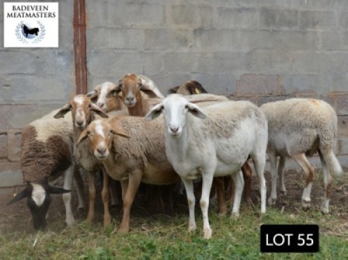 LOT 55 10X MEATMASTER BOER OOIE BADEVEEN TRUST (PAY PER PIECE TO TAKE ALL)
