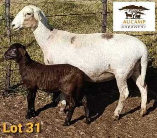 LOT 31 1X MEATMASTER OOI/EWE AUCAMP BOERDERY