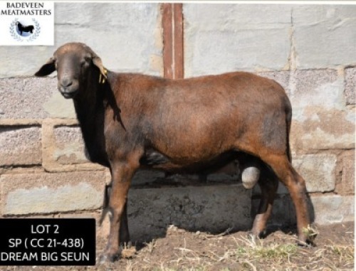 LOT 2 1X MEATMASTER RAM BADEVEEN TRUST
