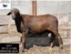 LOT 2 1X MEATMASTER RAM BADEVEEN TRUST
