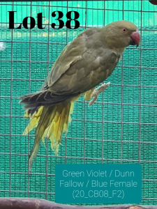 0-1 '20 Ringneck: Violet-green/blue/dunn.fallow - Jan Harm Venter