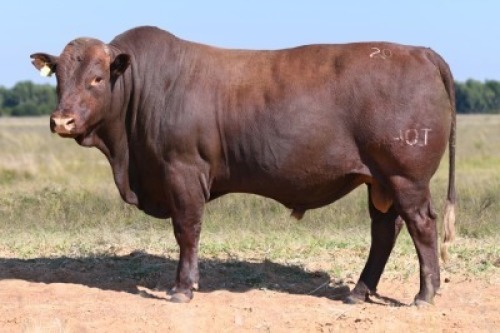 1X BONSMARA BULL HOT 20-55 BADEEEN TRUST