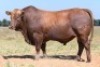 1X BONSMARA BULL HOT 20-93 BADEEEN TRUST