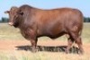 1X BONSMARA BULL HOT 20-44 BADEEEN TRUST