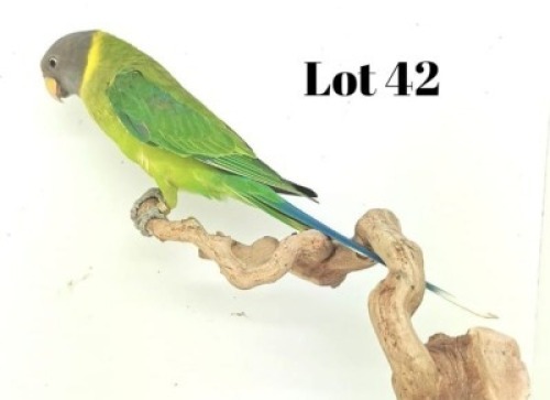 0-1 '18 Plum-headed: Green/dilute/pastel - Chris Jacobs