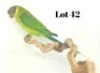 0-1 '18 Plum-headed: Green/dilute/pastel - Chris Jacobs
