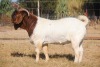 WITHDRAWN -1X BOER GOAT BUCK COLLEN BOER GOAT STUD - 2