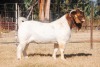 WITHDRAWN -1X BOER GOAT BUCK COLLEN BOER GOAT STUD - 2