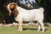 1X BOER GOAT BUCK COLLEN BOER GOAT STUD - 2