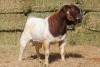 1X BOER GOAT BUCK COLLEN BOER GOAT STUD - 2