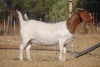 1X BOER GOAT FLOCK PREGNANT DOE COLLEN BOER GOAT STUD - 2