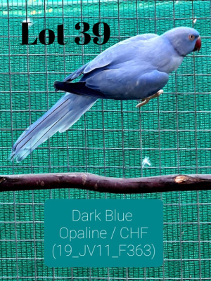 0-1 '19 Ringneck: Dark Blue Opaline/clearheaded-fallow - Jan Harm Venter