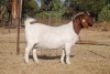 WITHDRAWN -1X BOER GOAT DOE COLLEN BOER GOAT STUD - 2