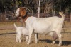 1+1X BOER GOAT FLOCK DOE COLLEN BOER GOAT STUD - 2