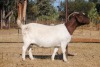 1X BOER GOAT STUD PREGNANT DOE COLLEN BOER GOAT STUD - 2