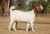 1X BOER GOAT DOE COLLEN BOER GOAT STUD - 2