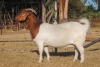 1X BOER GOAT STUD PREGNANT DOE COLLEN BOER GOAT STUD - 2