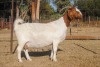 1+1X BOER GOAT FLOCK DOE COLLEN BOER GOAT STUD - 2