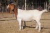 1+1X BOER GOAT FLOCK DOE COLLEN BOER GOAT STUD - 2