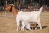 1+1X BOER GOAT FLOCK DOE COLLEN BOER GOAT STUD - 2