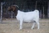 WITHDRAWN -1X BOER GOAT BUCK KOATI BOER GOAT STUD - 2