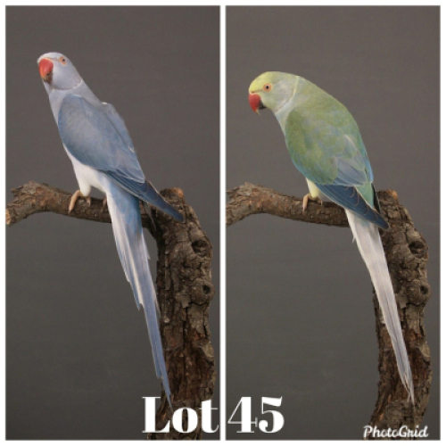 1-1 '19 Ringneck: Dark Blue Cleartail x Dark TurquoiseBlue Cleartail - Wynand Bezuidenhout