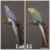 1-1 '19 Ringneck: Dark Blue Cleartail x Dark TurquoiseBlue Cleartail - Wynand Bezuidenhout