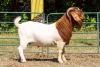 WITHDRAWN -1X BOER GOAT BUCK KOATI BOER GOAT STUD - 2