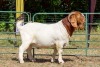 1X BOER GOAT FLOCK BUCK KOATI BOER GOAT STUD - 2