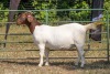 1X BOER GOAT STUD PREGNANT DOE KOATI BOER GOAT STUD - 2