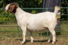 1X BOER GOAT STUD PREGNANT DOE KOATI BOER GOAT STUD - 2