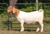 1X BOER GOAT FLOCK PREGNANT DOE KOATI BOER GOAT STUD - 2