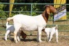 1+2X BOER GOAT FLOCK PREGNANT DOE KOATI BOER GOAT STUD - 2