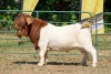 WITHDRAWN -1X BOER GOAT BUCK KOATI BOER GOAT STUD - 2