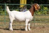 1X BOER GOAT FLOCK PREGNANT DOE KOATI BOER GOAT STUD - 2