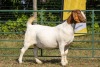 WITHDRAWN -1X BOER GOAT DOE KOATI BOER GOAT STUD - 2