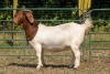 1X BOER GOAT FLOCK PREGNANT DOE KOATI BOER GOAT STUD - 2