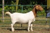 1X BOER GOAT FLOCK DOE KOATI BOER GOAT STUD - 2