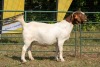 1X BOER GOAT STUD PREGNANT DOE KOATI BOER GOAT STUD - 2