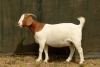 1X BOER GOAT FLOCK PREGNANT DOE RAASBLAAR BOERBOKSTOET - 2