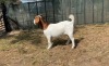 1X BOER GOAT FLOCK PREGNANT DOE RAASBLAAR BOERBOKSTOET - 3