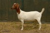 WITHDRAWN -1X BOER GOAT DOE RAASBLAAR BOERBOKSTOET - 2