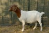 1X BOER GOAT FLOCK PREGNANT DOE RAASBLAAR BOERBOKSTOET - 2