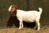 1X BOER GOAT STUD PREGNANT DOE RAASBLAAR BOERBOKSTOET - 2