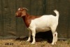 1X BOER GOAT FLOCK PREGNANT DOE RAASBLAAR BOERBOKSTOET - 2