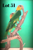 1-1 '20 Caique: White-bellied: Green-thighed x Green-thighed - Piet Jacobs
